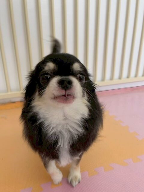 こまめちゃん🐶
本日は、ウィスキーちゃんやきりまるちゃん、まろちゃん達のチームチワワにあそぼーよーと誘われたりしていました🤭
スタッフにも構って攻撃をたくさんしてきてくれて可愛かったです👍

🐾🐶愛犬のお悩みご相談ください🐶🐾
@kenkohmura_official
 ↑フォロー待ってます↑

〒955-0091 新潟県三条市上須頃大割４２８−１
☎︎ 0256-35-2571
✉️ info@kenkohmura.jp
HP: http://kenkohmura.jp
LINE: https://lin.ee/7LIz5sb

#犬幸村#犬の幼稚園 #吠える、噛む #犬のしつけ #トイレ
チワワチワワ可愛いチワワ大好きチワワ倶楽部
