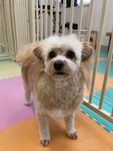 エリザベスちゃん🐶
カットされてすごくスッキリしました‼️
本日園内では、こまちゃんとの椅子取り合戦や、コハクちゃんや、のりまきちゃんにたくさん遊びを誘われてブチギレたりしていました🤣
🐾🐶愛犬のお悩みご相談ください🐶🐾
@kenkohmura_official
↑フォロー待ってます↑
〒955-0091 新潟県三条市上須頃大割428−1
☎︎ 0256-35-2571
✉️ info@kenkohmura.jp
HP: http://kenkohmura.jp
LINE: https://lin.ee/7LIz5sb
#犬幸村#犬の幼稚園 #吠える、噛む #犬のしつけ #トイレ
ミックスミックス犬ミックス犬可愛いミックス犬大好き