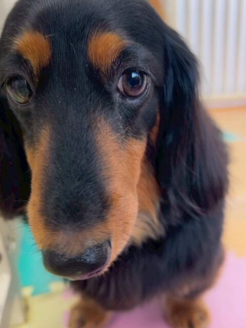 クッキーちゃん🐶
本日は、スタッフに構ってアピールをしたり、大好きなタッチちゃんの後ろを追いかけたりして過ごしていましちゃ🤭

お散歩は相変わらず大好きなようでルンルンで本日も歩いてくれてよかったです👏

🐾🐶愛犬のお悩みご相談ください🐶🐾
@kenkohmura_official
 ↑フォロー待ってます↑

〒955-0091 新潟県三条市上須頃大割４２８−１
☎︎ 0256-35-2571
✉️ info@kenkohmura.jp
HP: http://kenkohmura.jp
LINE: https://lin.ee/7LIz5sb

#犬幸村#犬の幼稚園 #吠える、噛む #犬のしつけ #トイレ
ダックスダックス可愛いダックス倶楽部ダックス大好き