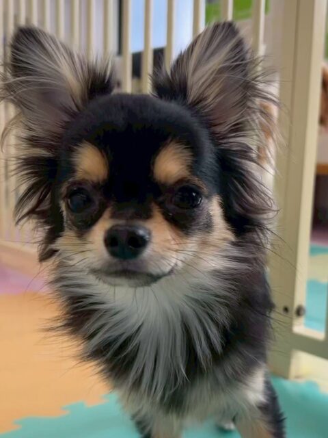 きりまるちゃん&マロちゃん🐶
きりまるちゃんはププちゃんやお店の子達とプロレスごっこをして楽しんでいました😊
マロちゃんはきりまるちゃんと追いかけっこをしたり、小さい子の匂いを嗅いだりしていました☺️
2人ともお手入れでは目をショボショボさせて「勘弁してくださいー🥺」という表情が可愛かったです✨
🐾🐶愛犬のお悩みご相談ください🐶🐾
@kenkohmura_official
↑フォロー待ってます↑
〒955-0091 新潟県三条市上須頃大割428−1
☎︎ 0256-35-2571
✉️ info@kenkohmura.jp
HP: http://kenkohmura.jp
LINE: https://lin.ee/7LIz5sb
#犬幸村#犬の幼稚園 #吠える、噛む #犬のしつけ #トイレ
チワワ ちわわ チワワだいすき