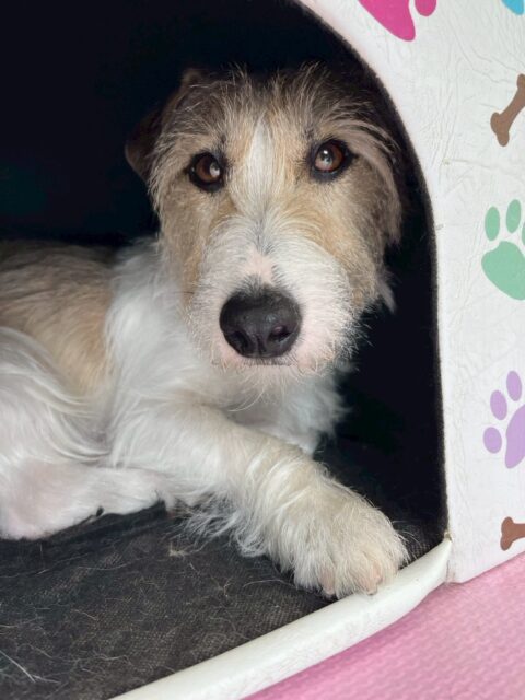 明日は木曜日、休園日です🐶

🐾🐶愛犬のお悩みご相談ください🐶🐾
@kenkohmura_official
 ↑フォロー待ってます↑

〒955-0091 新潟県三条市上須頃大割４２８−１
☎︎ 0256-35-2571
✉️ info@kenkohmura.jp
HP: http://kenkohmura.jp
LINE: https://lin.ee/7LIz5sb

#犬幸村#犬の幼稚園 #吠える、噛む #犬のしつけ #トイレ