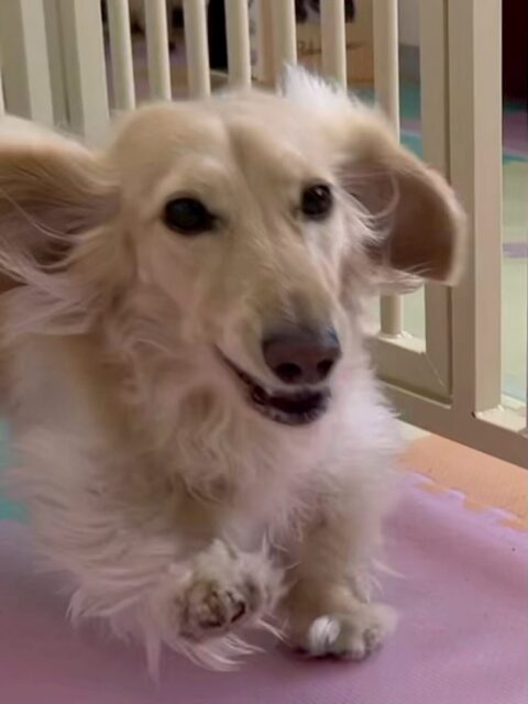 シロちゃん🐶
本日歯磨きトレーニングを開始して9ヶ月が経ちました🦷
歯の状態はキープできていて非常に良いのでこのまま継続していきましょう✊
園内では、コタローちゃんやニコペットのスタンダードプードルと激しく遊び回ったり、走り回ったりしていました🤭
🐾🐶愛犬のお悩みご相談ください🐶🐾
@kenkohmura_official
↑フォロー待ってます↑
〒955-0091 新潟県三条市上須頃大割428−1
☎︎ 0256-35-2571
✉️ info@kenkohmura.jp
HP: http://kenkohmura.jp
LINE: https://lin.ee/7LIz5sb
#犬幸村#犬の幼稚園 #吠える、噛む #犬のしつけ #トイレ
ダックスダックス可愛いダックス大好きダックス倶楽部