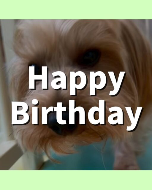 ロンちゃん🐶
お誕生日おめでとうございます🎂👏🏻
ぽん太やニコペットにいる子達と楽しそうに遊んでいました🎶
🐾🐶愛犬のお悩みご相談ください🐶🐾
@kenkohmura_official
 ↑フォロー待ってます↑

〒955-0091 新潟県三条市上須頃大割４２８−１
☎︎ 0256-35-2571
✉️ info@kenkohmura.jp
HP: http://kenkohmura.jp
LINE: https://lin.ee/7LIz5sb

#犬幸村#犬の幼稚園 #吠える噛む #犬のしつけ #トイレ
 ヨークシャーテリア ヨークシャーテリアかわいい ヨークシャーテリアだいすき