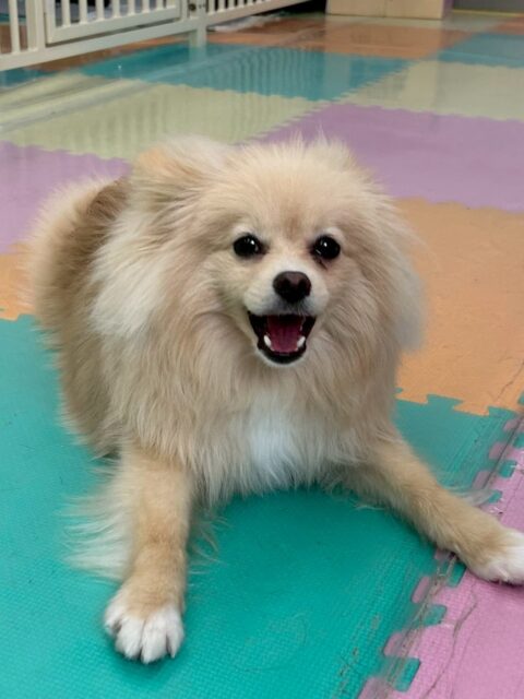 ベルちゃん🐶
ニコペットにいる子達やレオちゃんと楽しそうに遊んでいました🎶
お散歩トレーニングでは上手に歩いていました👏
🐾🐶愛犬のお悩みご相談ください🐶🐾
@kenkohmura_official
 ↑フォロー待ってます↑

〒955-0091 新潟県三条市上須頃大割４２８−１
☎︎ 0256-35-2571
✉️ info@kenkohmura.jp
HP: http://kenkohmura.jp
LINE: https://lin.ee/7LIz5sb

#犬幸村#犬の幼稚園 #吠える噛む #犬のしつけ #トイレ
 ポメラニアン ポメラニアン可愛い ポメラニアンだいすき