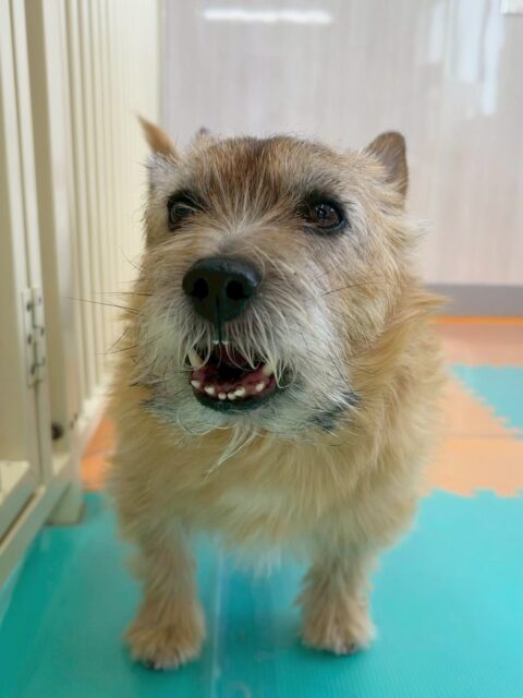 明日は木曜日、休園日です🐶
🐾🐶愛犬のお悩みご相談ください🐶🐾
@kenkohmura_official
↑フォロー待ってます↑
〒955-0091 新潟県三条市上須頃大割428−1
☎︎ 0256-35-2571
✉️ info@kenkohmura.jp
HP: http://kenkohmura.jp
LINE: https://lin.ee/7LIz5sb
#犬幸村#犬の幼稚園 #吠える、噛む #犬のしつけ #トイレ