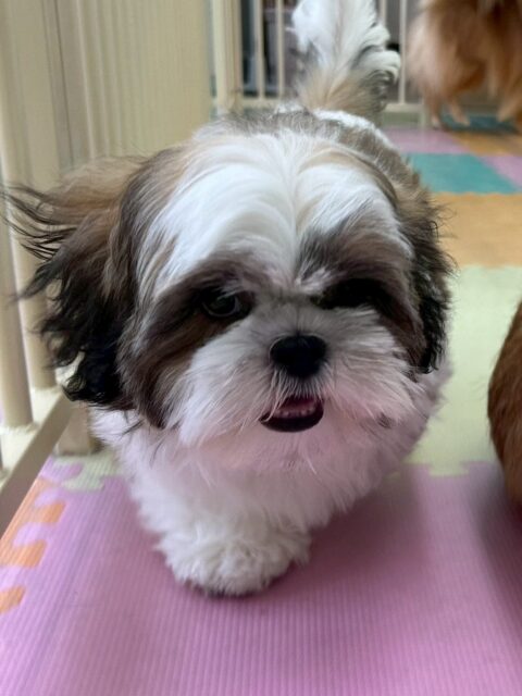 初来園のマルちゃん🐶
本日からお手入れ、シャンプースタートでした‼️初めてのことがたくさんありましたが、頑張ってくれました👍
カットも目元イヤイヤがありましたが、カットさせてくれました👏
園内では、ニコペットのちびっ子達や、きりまるちゃん、まろちゃん達と楽しそうに走り回ったりしていました😆
🐾🐶愛犬のお悩みご相談ください🐶🐾
@kenkohmura_official
↑フォロー待ってます↑
〒955-0091 新潟県三条市上須頃大割428−1
☎︎ 0256-35-2571
✉️ info@kenkohmura.jp
HP: http://kenkohmura.jp
LINE: https://lin.ee/7LIz5sb
#犬幸村#犬の幼稚園 #吠える、噛む #犬のしつけ #トイレ
シーズーシーズー大好きシーズー倶楽部シーズー可愛すぎる