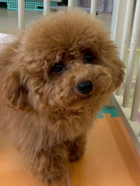 ププちゃん🐶
本日はモカちゃん、ふうちゃんの仲良しトリオで楽しそうにワンプロをしたりして遊び回っていました🤭
すごく楽しそうに膝の上でワンプロをしたりしてかなり白熱した試合になっていました👍
🐾🐶愛犬のお悩みご相談ください🐶🐾
@kenkohmura_official
↑フォロー待ってます↑
〒955-0091 新潟県三条市上須頃大割428−1
☎︎ 0256-35-2571
✉️ info@kenkohmura.jp
HP: http://kenkohmura.jp
LINE: https://lin.ee/7LIz5sb
#犬幸村#犬の幼稚園 #吠える、噛む #犬のしつけ #トイレ
トイプートイプー可愛いトイプー大好きトイプー倶楽部