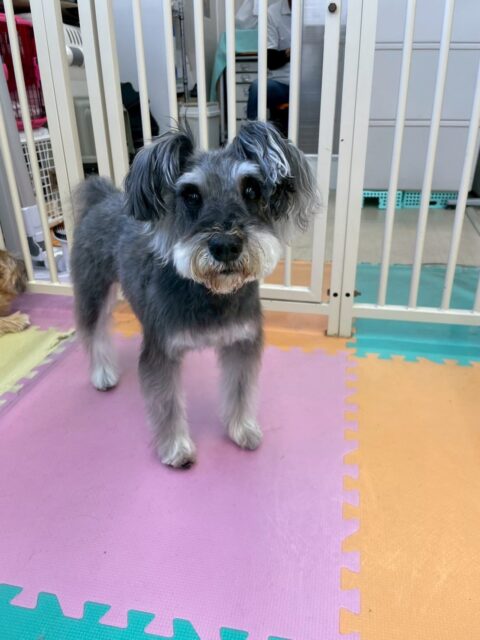 むぎちゃん🐶
レオちゃんと仲良くおしゃべりしていました😊
カットやお手入れ上手にさせてくれていました✂️
🐾🐶愛犬のお悩みご相談ください🐶🐾
@kenkohmura_official
 ↑フォロー待ってます↑

〒955-0091 新潟県三条市上須頃大割４２８−１
☎︎ 0256-35-2571
✉️ info@kenkohmura.jp
HP: http://kenkohmura.jp
LINE: https://lin.ee/7LIz5sb

#犬幸村#犬の幼稚園 #吠える噛む #犬のしつけ #トイレ
 ミニチュアシュナウザー ミニチュアシュナウザーだいすき ミニチュアシュナウザー可愛い