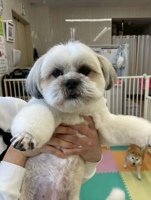 ゆずちゃん🐶
レオちゃんやニコペットにいる子達と仲良く遊んでいました😆
カットやお手入れも頑張っていました✂️
🐾🐶愛犬のお悩みご相談ください🐶🐾
@kenkohmura_official
 ↑フォロー待ってます↑

〒955-0091 新潟県三条市上須頃大割４２８−１
☎︎ 0256-35-2571
✉️ info@kenkohmura.jp
HP: http://kenkohmura.jp
LINE: https://lin.ee/7LIz5sb

#犬幸村#犬の幼稚園 #吠える噛む #犬のしつけ #トイレ
 ミックス犬 ミックス犬可愛い ミックス犬だいすき