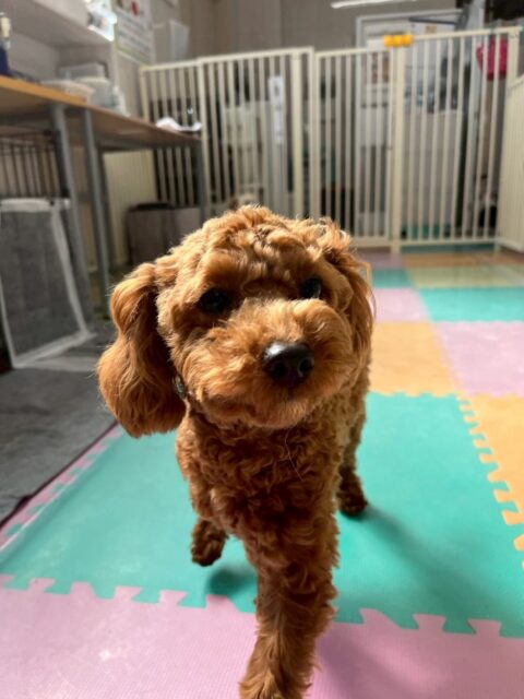 モカちゃん🐶
本日は飼い主様とお散歩トレーニングでした‼️最初は意識が散漫になっていましたが、トレーニング後はしっかりとモカちゃんが飼い主様に集中してお散歩できていました👍
園内ではププちゃんや、のりまきちゃん達といっしょにワンプロをしたり、園内を走り回ったりして楽しんでいました🤭
🐾🐶愛犬のお悩みご相談ください🐶🐾
@kenkohmura_official
↑フォロー待ってます↑
〒955-0091 新潟県三条市上須頃大割428−1
☎︎ 0256-35-2571
✉️ info@kenkohmura.jp
HP: http://kenkohmura.jp
LINE: https://lin.ee/7LIz5sb
#犬幸村#犬の幼稚園 #吠える、噛む #犬のしつけ #トイレ
トイプートイプー可愛いトイプー大好きトイプー倶楽部