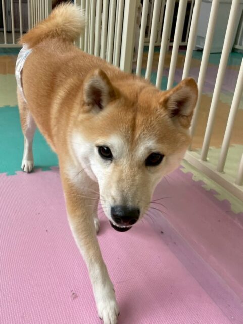 寅丸ちゃん🐶
小珀ちゃんと柵越しでおしゃべりしたりレオちゃんと挨拶していました☺️
お散歩トレーニングでは落ち着いて歩いていました🙌
🐾🐶愛犬のお悩みご相談ください🐶🐾
@kenkohmura_official
 ↑フォロー待ってます↑

〒955-0091 新潟県三条市上須頃大割４２８−１
☎︎ 0256-35-2571
✉️ info@kenkohmura.jp
HP: http://kenkohmura.jp
LINE: https://lin.ee/7LIz5sb

#犬幸村#犬の幼稚園 #吠える噛む #犬のしつけ #トイレ
 豆柴 豆柴可愛い 豆柴だいすき