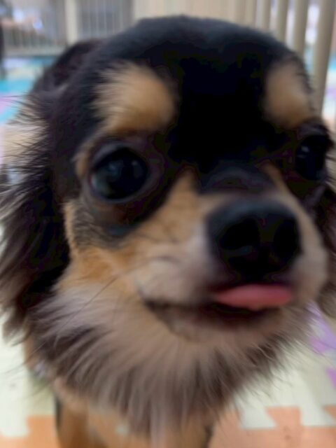 きりまるちゃん&まろちゃん🐶
今日はきりまるちゃんはお店の小さい子達やププちゃんとプロレスごっこをして遊んでいました😊やんちゃなお店の子がまろちゃんにしつこくすると間に入って守ってあげていました👏
まろちゃんはポコちゃんに積極的に挨拶をしたり、園内を探検したりしていました😆

🐾🐶愛犬のお悩みご相談ください🐶🐾
@kenkohmura_official
 ↑フォロー待ってます↑

〒955-0091 新潟県三条市上須頃大割４２８−１
☎︎ 0256-35-2571
✉️ info@kenkohmura.jp
HP: http://kenkohmura.jp
LINE: https://lin.ee/7LIz5sb

#犬幸村#犬の幼稚園 #吠える、噛む #犬のしつけ #トイレ
チワワ　ちわわ　チワワだいすき