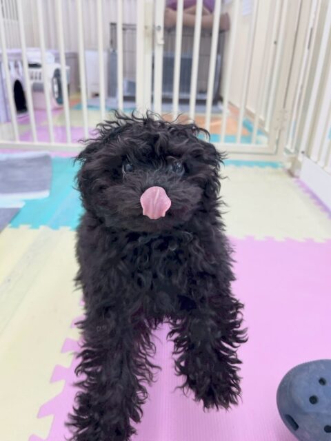 初来園のれあちゃん🐶
本日からトイレトレーニングスタートです‼️非常に我慢ができるタイプの子でした‼️ですがうんちもおしっこも両方ともミスなく初日を終えることができました、明日からも頑張りましょう✊
園内では、ぽん太ちゃんやりうちゃん、ププちゃん達にかまって攻撃をされて人気者のれあちゃんでした👏
🐾🐶愛犬のお悩みご相談ください🐶🐾
@kenkohmura_official
↑フォロー待ってます↑
〒955-0091 新潟県三条市上須頃大割428−1
☎︎ 0256-35-2571
✉️ info@kenkohmura.jp
HP: http://kenkohmura.jp
LINE: https://lin.ee/7LIz5sb
#犬幸村#犬の幼稚園 #吠える、噛む #犬のしつけ #トイレ
トイプートイプー可愛いトイプー大好きトイプー倶楽部