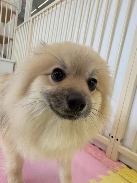ぽん太ちゃん🐶
本日は、ププちゃんやりうちゃん達と走り回ったりしてテンション爆上げでした🤣
みんなと激しく走り回ったりして非常に楽しそうにして過ごしていました👏
🐾🐶愛犬のお悩みご相談ください🐶🐾
@kenkohmura_official
↑フォロー待ってます↑
〒955-0091 新潟県三条市上須頃大割428−1
☎︎ 0256-35-2571
✉️ info@kenkohmura.jp
HP: http://kenkohmura.jp
LINE: https://lin.ee/7LIz5sb
#犬幸村#犬の幼稚園 #吠える、噛む #犬のしつけ #トイレ
ポメラニアンポメラニアン可愛いポメラニアン大好きポメラニアン倶楽部