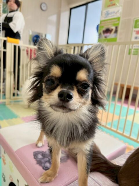 きりまるちゃん＆まろちゃん🐶
本日きりまるちゃんは、ププちゃんやぽん太、ニコペットのちびっ子達と楽しそうにワンプロをしたり、お話し合いをしたりしていました🤭

まろちゃんはウィスキーちゃんとかなり気が合ったようで楽しそうにワンプロをしたり、みんなから追いかけられたりしていました👍

🐾🐶愛犬のお悩みご相談ください🐶🐾
@kenkohmura_official
 ↑フォロー待ってます↑

〒955-0091 新潟県三条市上須頃大割４２８−１
☎︎ 0256-35-2571
✉️ info@kenkohmura.jp
HP: http://kenkohmura.jp
LINE: https://lin.ee/7LIz5sb

#犬幸村#犬の幼稚園 #吠える、噛む #犬のしつけ #トイレ
チワワチワワ可愛いチワワ大好きチワワ倶楽部