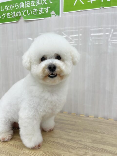 よもぎちゃん🐶
今日は園内を探検しながらやん丸やベンなど色んな子たちに挨拶していました😊
午後からは椅子の下でまったりマイペースに過ごしていました☺️

🐾🐶愛犬のお悩みご相談ください🐶🐾
@kenkohmura_official
 ↑フォロー待ってます↑

〒955-0091 新潟県三条市上須頃大割４２８−１
☎︎ 0256-35-2571
✉️ info@kenkohmura.jp
HP: http://kenkohmura.jp
LINE: https://lin.ee/7LIz5sb

#犬幸村#犬の幼稚園 #吠える、噛む #犬のしつけ #トイレ
ミックス犬　mix犬　ミックス犬だいすき
