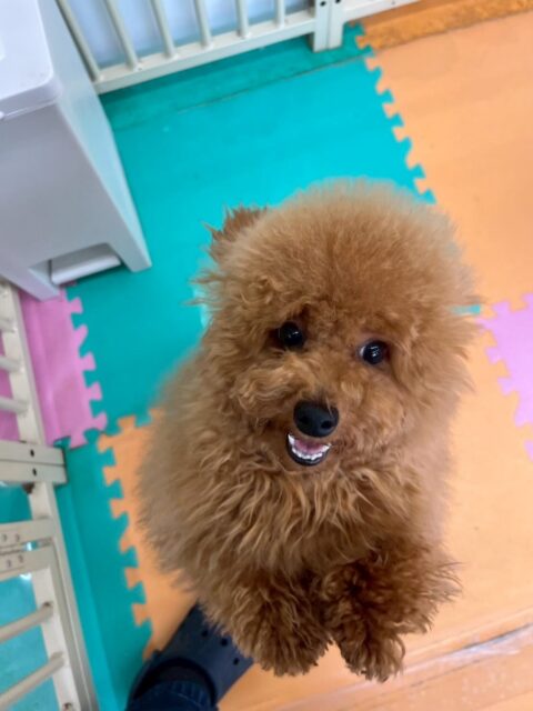 ププちゃん🐶
本日も、ニコペットのちびっ子達やニッカちゃん、ぽん太達と激しくワンプロをしたり、園内を大爆走したりして楽しんでいました👍

🐾🐶愛犬のお悩みご相談ください🐶🐾
@kenkohmura_official
 ↑フォロー待ってます↑

〒955-0091 新潟県三条市上須頃大割４２８−１
☎︎ 0256-35-2571
✉️ info@kenkohmura.jp
HP: http://kenkohmura.jp
LINE: https://lin.ee/7LIz5sb

#犬幸村#犬の幼稚園 #吠える、噛む #犬のしつけ #トイレ
トイプートイプー可愛いトイプー大好きトイプー倶楽部