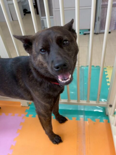 夏紬ちゃん🐶
本日は、ニッカちゃんや、BOSSちゃん達と激しくワンプロをしたり、みんなで走り回りながらお話し合いをしたりしてすごく楽しそうに過ごしていました👍

🐾🐶愛犬のお悩みご相談ください🐶🐾
@kenkohmura_official
 ↑フォロー待ってます↑

〒955-0091 新潟県三条市上須頃大割４２８−１
☎︎ 0256-35-2571
✉️ info@kenkohmura.jp
HP: http://kenkohmura.jp
LINE: https://lin.ee/7LIz5sb

#犬幸村#犬の幼稚園 #吠える、噛む #犬のしつけ #トイレ
甲斐犬甲斐犬大好き甲斐犬倶楽部甲斐犬可愛い