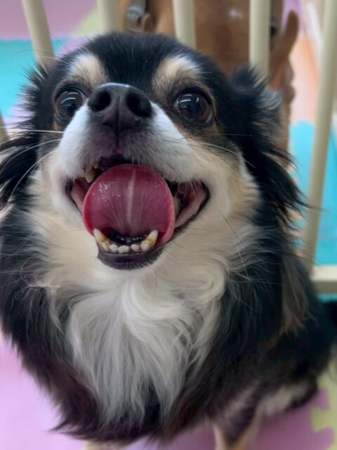 タッチちゃん🐶
本日は、お散歩トレーニングでニコペットの男性のスタッフに触ってもらったりして人慣れをしていました👍

園内では、クッキーちゃんや、ニコペットのちびっ子達にたくさんちょっかいをかけられて本日も大人気ものでした🤭

🐾🐶愛犬のお悩みご相談ください🐶🐾
@kenkohmura_official
 ↑フォロー待ってます↑

〒955-0091 新潟県三条市上須頃大割４２８−１
☎︎ 0256-35-2571
✉️ info@kenkohmura.jp
HP: http://kenkohmura.jp
LINE: https://lin.ee/7LIz5sb

#犬幸村#犬の幼稚園 #吠える、噛む #犬のしつけ #トイレ
チワワチワワ可愛いチワワ大好きチワワ倶楽部