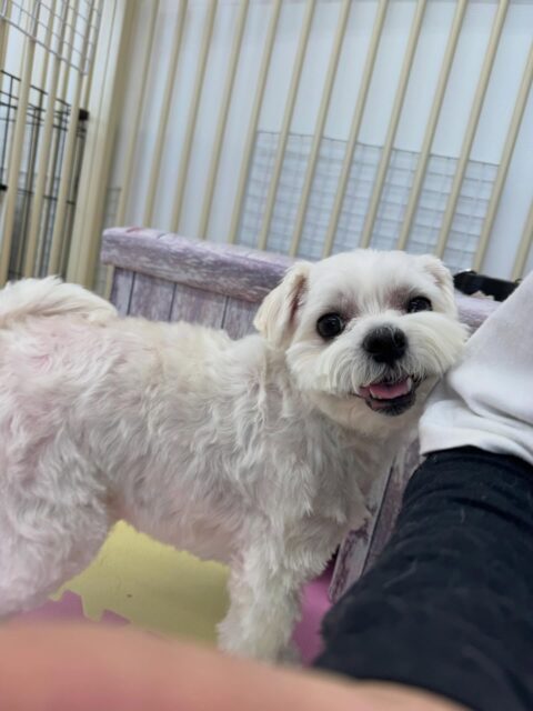 むぎちゃん🐶
本日は、朝からぽん太やププちゃん、りうちゃん達に匂いを嗅がれたり、挨拶をされたりしていました😆
シャンプーやカットなども上手にやらせてくれてかなりスッキリした印象です👍
🐾🐶愛犬のお悩みご相談ください🐶🐾
@kenkohmura_official
↑フォロー待ってます↑
〒955-0091 新潟県三条市上須頃大割428−1
☎︎ 0256-35-2571
✉️ info@kenkohmura.jp
HP: http://kenkohmura.jp
LINE: https://lin.ee/7LIz5sb
#犬幸村#犬の幼稚園 #吠える、噛む #犬のしつけ #トイレ
マルチーズマルチーズ可愛いマルチーズ大好きマルチーズ倶楽部