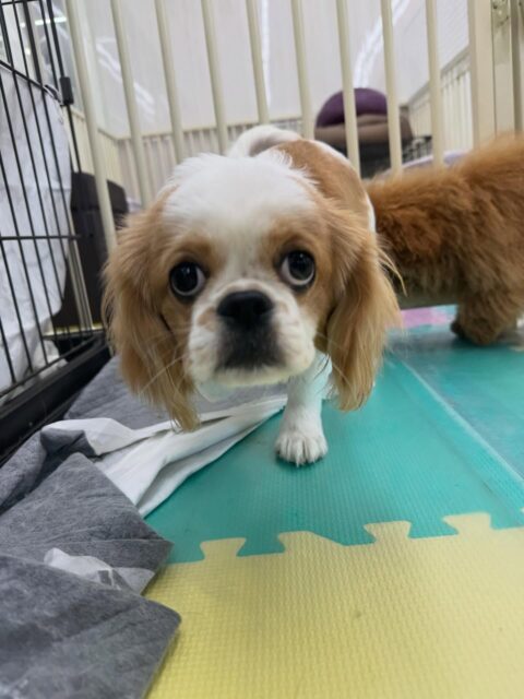 幼稚園体験に来てくれました🐶
最初からみんなと激しく遊び回ったり、匂いを嗅ぎ合ったりしてすごく楽しそうに過ごしていました🤭
新しいお友達がたくさんできたようで非常に良かったです👏
これからまた新しいお友達をたくさん作れるように頑張っていきましょう✊

🐾🐶愛犬のお悩みご相談ください🐶🐾
@kenkohmura_official
 ↑フォロー待ってます↑

〒955-0091 新潟県三条市上須頃大割４２８−１
☎︎ 0256-35-2571
✉️ info@kenkohmura.jp
HP: http://kenkohmura.jp
LINE: https://lin.ee/7LIz5sb

#犬幸村#犬の幼稚園 #吠える、噛む #犬のしつけ #トイレ
ミックスミックス犬ミックス犬可愛いミックス犬大好きミックス犬倶楽部