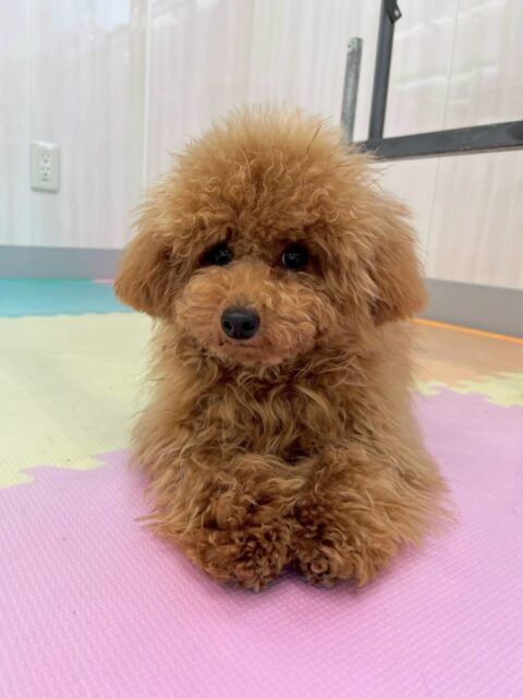 ププちゃん🐶
本日園内では、ニコペットのちびっ子達やふうちゃん、鶴丸達と激しく1日中走り回りながら遊んでいました👍仲良しのふうちゃんとはずーっと遊び回ったりしていました🤭

🐾🐶愛犬のお悩みご相談ください🐶🐾
@kenkohmura_official
 ↑フォロー待ってます↑

〒955-0091 新潟県三条市上須頃大割４２８−１
☎︎ 0256-35-2571
✉️ info@kenkohmura.jp
HP: http://kenkohmura.jp
LINE: https://lin.ee/7LIz5sb

#犬幸村#犬の幼稚園 #吠える、噛む #犬のしつけ #トイレ
トイプートイプー可愛いトイプー大好きトイプー倶楽部
