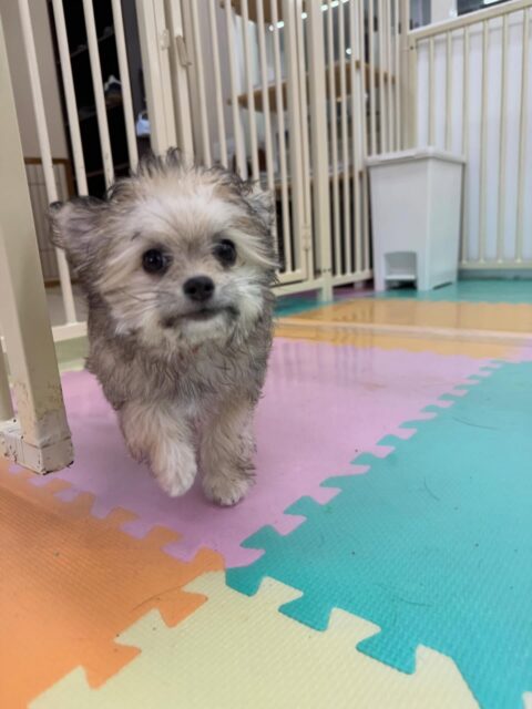 福実ちゃん🐶
本日トイレトレーニング２日目です‼️本日は朝からうんちもおしっこも成功していて非常に良いスタートでした👍
明日はいよいよ最終日なので頑張っていきましょう✊

園内ではみんなから匂いを嗅がれたりして人気者の福実ちゃん‼️挨拶を返したり、匂いを嗅ぎ返したりできていてコミュニケーションをとっていました👏

🐾🐶愛犬のお悩みご相談ください🐶🐾
@kenkohmura_official
 ↑フォロー待ってます↑

〒955-0091 新潟県三条市上須頃大割４２８−１
☎︎ 0256-35-2571
✉️ info@kenkohmura.jp
HP: http://kenkohmura.jp
LINE: https://lin.ee/7LIz5sb

#犬幸村#犬の幼稚園 #吠える、噛む #犬のしつけ #トイレ
ミックスミックス犬ミックス犬可愛いミックス犬大好きミックス犬倶楽部