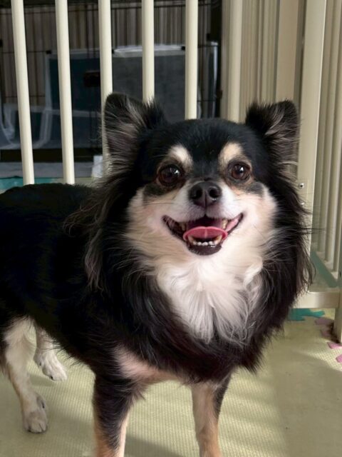 タッチちゃん🐶
本日は、マロンちゃんやゴロー丸ちゃん、クッキーちゃん達に匂いを嗅がれたり、みんなから挨拶をされたりしていました🤭
🐾🐶愛犬のお悩みご相談ください🐶🐾
@kenkohmura_official
↑フォロー待ってます↑
〒955-0091 新潟県三条市上須頃大割428−1
☎︎ 0256-35-2571
✉️ info@kenkohmura.jp
HP: http://kenkohmura.jp
LINE: https://lin.ee/7LIz5sb
#犬幸村#犬の幼稚園 #吠える、噛む #犬のしつけ #トイレ
チワワチワワ可愛いチワワ大好きチワワ倶楽部