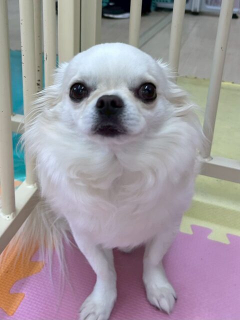 ビビちゃん🐶
本日歯磨きトレーニングを開始して1年6ヶ月が経ちました
歯の状態はキープできているのでこのまま継続を意識して頑張っていきましょう👍

園内ではいろんな子達の匂いを自分から嗅ぎに行ったり、挨拶をしに行ったりしていました🤭
逆に自分が匂いを嗅がれるとブチギレていました🤣

🐾🐶愛犬のお悩みご相談ください🐶🐾
@kenkohmura_official
 ↑フォロー待ってます↑

〒955-0091 新潟県三条市上須頃大割４２８−１
☎︎ 0256-35-2571
✉️ info@kenkohmura.jp
HP: http://kenkohmura.jp
LINE: https://lin.ee/7LIz5sb

#犬幸村#犬の幼稚園 #吠える、噛む #犬のしつけ #トイレ
チワワチワワ可愛いチワワ大好きチワワ倶楽部