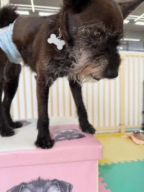 小乃輔ちゃん🐶
本日歯磨きトレーニングを開始して1年7ヶ月が経ちました
歯磨きはかなり上手なのですが少し汚れがつき始めてきているので汚れている場所を重点的に磨いていきましょう✊

園内では大吉ちゃんやチャリーちゃん、のりまきちゃん達と激しくお話をしたり、園内を走り回ったりして楽しんでいました👍

🐾🐶愛犬のお悩みご相談ください🐶🐾
@kenkohmura_official
 ↑フォロー待ってます↑

〒955-0091 新潟県三条市上須頃大割４２８−１
☎︎ 0256-35-2571
✉️ info@kenkohmura.jp
HP: http://kenkohmura.jp
LINE: https://lin.ee/7LIz5sb

#犬幸村#犬の幼稚園 #吠える、噛む #犬のしつけ #トイレ
ミックスミックス犬ミックス犬可愛いミックス犬大好きミックス犬倶楽部