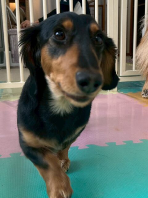 ももたろうちゃん🐶
本日は、お友達ができた日でした‼️ぽん太やニコペットのミックス犬の子達と走り回ったり、ワンプロをしたりしてすごく楽しそうにしていました👍
🐾🐶愛犬のお悩みご相談ください🐶🐾
@kenkohmura_official
↑フォロー待ってます↑
〒955-0091 新潟県三条市上須頃大割428−1
☎︎ 0256-35-2571
✉️ info@kenkohmura.jp
HP: http://kenkohmura.jp
LINE: https://lin.ee/7LIz5sb
#犬幸村#犬の幼稚園 #吠える、噛む #犬のしつけ #トイレ
ダックスダックス可愛いダックス大好きダックス倶楽部