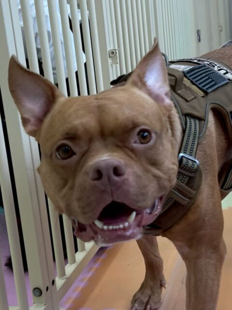 BOSSちゃん🐶
本日は、ニッカちゃん、夏紬ちゃん、ぽん太達とヤンチャグループで固まって1日中ワンプロをしたり、走り回ったりして楽しんでいました👍

🐾🐶愛犬のお悩みご相談ください🐶🐾
@kenkohmura_official
 ↑フォロー待ってます↑

〒955-0091 新潟県三条市上須頃大割４２８−１
☎︎ 0256-35-2571
✉️ info@kenkohmura.jp
HP: http://kenkohmura.jp
LINE: https://lin.ee/7LIz5sb

#犬幸村#犬の幼稚園 #吠える、噛む #犬のしつけ #トイレ
ミックスミックス犬ミックス犬可愛いミックス犬大好き