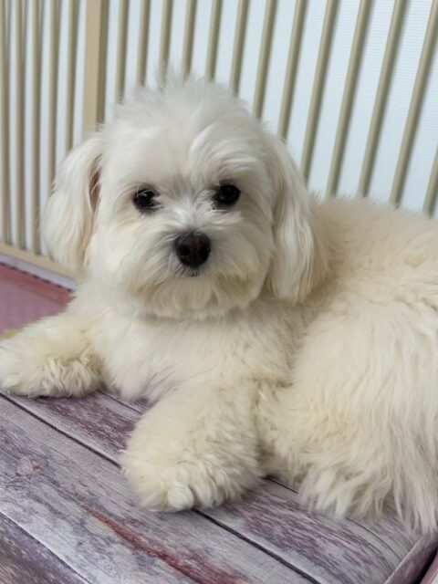 むくちゃん🐶
本日は大好きなやん丸にもうアピール‼️匂いを嗅がれに行ったり、挨拶をしたりしてくれて可愛すぎました😆
他にもニコペットのちびっ子達にたくさんかまって攻撃をされたり、きりまるちゃんやまろちゃん達と仲良く遊んだりしていました👍
🐾🐶愛犬のお悩みご相談ください🐶🐾
@kenkohmura_official
↑フォロー待ってます↑
〒955-0091 新潟県三条市上須頃大割428−1
☎︎ 0256-35-2571
✉️ info@kenkohmura.jp
HP: http://kenkohmura.jp
LINE: https://lin.ee/7LIz5sb
#犬幸村#犬の幼稚園 #吠える、噛む #犬のしつけ #トイレ
ミックスミックス犬ミックス犬可愛いミックス犬倶楽部