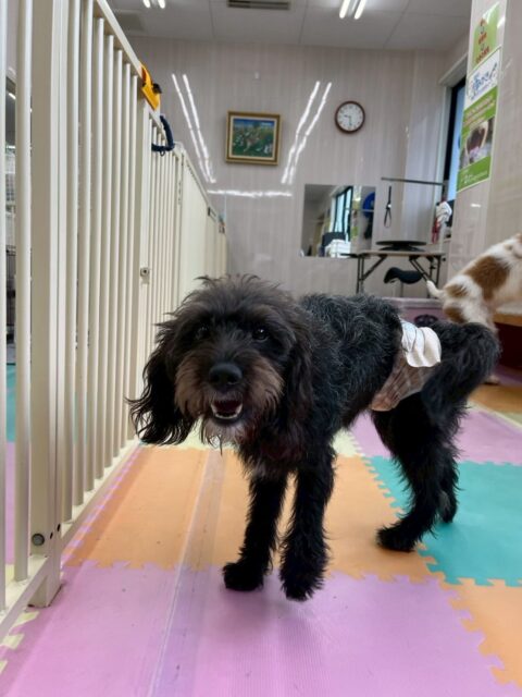 ニッカちゃん🐶
本日歯磨きトレーニングを開始して3ヶ月が経ちました🪥
歯の状態非常に綺麗にキープできているのでこのまま継続を意識して綺麗を保ちましょう✊

園内では、ヤンチャ組に入りBOSSちゃん、夏紬ちゃん達と激しくワンプロをしたり、お話し合いをしたりして楽しんでいました🤭

🐾🐶愛犬のお悩みご相談ください🐶🐾
@kenkohmura_official
 ↑フォロー待ってます↑

〒955-0091 新潟県三条市上須頃大割４２８−１
☎︎ 0256-35-2571
✉️ info@kenkohmura.jp
HP: http://kenkohmura.jp
LINE: https://lin.ee/7LIz5sb

#犬幸村#犬の幼稚園 #吠える、噛む #犬のしつけ #トイレ
ミックスミックス犬ミックス犬可愛いミックス犬大好きミックス犬倶楽部