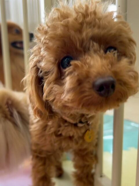 ルナちゃん🐶
ニコペットにいるチワワちゃんやベルちゃんに遊びに誘われていました☺️
🐾🐶愛犬のお悩みご相談ください🐶🐾
@kenkohmura_official
 ↑フォロー待ってます↑

〒955-0091 新潟県三条市上須頃大割４２８−１
☎︎ 0256-35-2571
✉️ info@kenkohmura.jp
HP: http://kenkohmura.jp
LINE: https://lin.ee/7LIz5sb

#犬幸村#犬の幼稚園 #吠える噛む #犬のしつけ #トイレ
 トイプードル トイプードル可愛い トイプードルだいすき