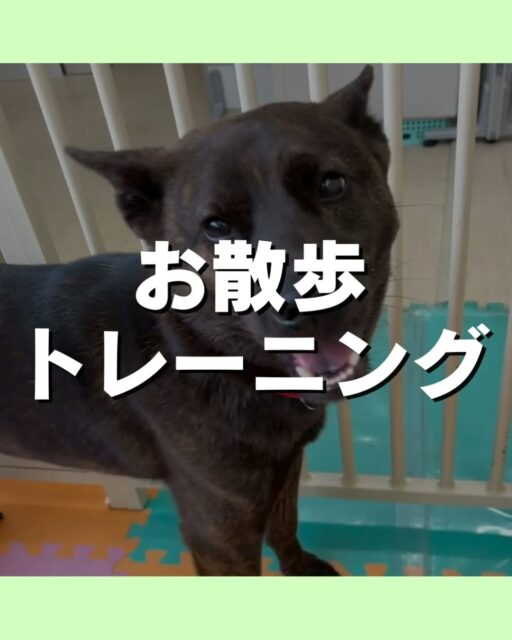お散歩トレーニング講習会🐶
4/25(土)12時〜13時30分
ミズベリング三条にてお散歩トレーニング講習会を開催します😆

こんなお悩みありませんか？
引っ張りが強い
拾い食いが気になる
他の子や人に向かって吠えてしまう⋯
お気軽にお問い合わせください💁

🐾🐶愛犬のお悩みご相談ください🐶🐾
@kenkohmura_official
 ↑フォロー待ってます↑

〒955-0091 新潟県三条市上須頃大割４２８−１
☎︎ 0256-35-2571
✉️ info@kenkohmura.jp
HP: http://kenkohmura.jp
LINE: https://lin.ee/7LIz5sb

#犬幸村#犬の幼稚園 #吠える、噛む #犬のしつけ #トイレ