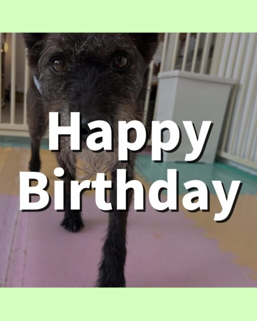 小乃輔ちゃん🐶
お誕生日おめでとうございます🎂👏🏻
ふうちゃんが気に入ったみたいで追いかけたりヒップアタックしていました😊
⁡
お散歩トレーニングやお手入れ頑張っていました😆
🐾🐶愛犬のお悩みご相談ください🐶🐾
@kenkohmura_official
 ↑フォロー待ってます↑

〒955-0091 新潟県三条市上須頃大割４２８−１
☎︎ 0256-35-2571
✉️ info@kenkohmura.jp
HP: http://kenkohmura.jp
LINE: https://lin.ee/7LIz5sb

#犬幸村#犬の幼稚園 #吠える噛む #犬のしつけ #トイレ
 ミックス犬 ミックス犬可愛い ミックス犬だいすき