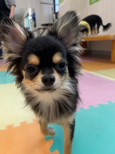 きりまるちゃん＆まろちゃん🐶
きりまるちゃんはニコペットにいるスタンダードプードルちゃんやミックス犬ちゃんと遊んだり、お手入れ中にまろちゃんにちょっかいだされていました😆
⁡
まろちゃんはニコペットにいるチワワちゃんと楽しそうに遊んだり、スタッフに甘えたりしていました🙌
🐾🐶愛犬のお悩みご相談ください🐶🐾
@kenkohmura_official
 ↑フォロー待ってます↑

〒955-0091 新潟県三条市上須頃大割４２８−１
☎︎ 0256-35-2571
✉️ info@kenkohmura.jp
HP: http://kenkohmura.jp
LINE: https://lin.ee/7LIz5sb

#犬幸村#犬の幼稚園 #吠える噛む #犬のしつけ #トイレ
 チワワ チワワかわいい チワワだいすき