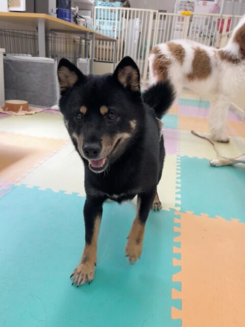 コタローちゃん🐶
ケン太ちゃんとおしゃべりしたり激しく遊んでいました😄
歯磨きトレーニング開始して10ヶ月経過しました🦷✨
歯の白さこれからもキープしていきましょう！！
🐾🐶愛犬のお悩みご相談ください🐶🐾
@kenkohmura_official
 ↑フォロー待ってます↑

〒955-0091 新潟県三条市上須頃大割４２８−１
☎︎ 0256-35-2571
✉️ info@kenkohmura.jp
HP: http://kenkohmura.jp
LINE: https://lin.ee/7LIz5sb

#犬幸村#犬の幼稚園 #吠える噛む #犬のしつけ #トイレ
 柴犬 柴犬可愛い 柴犬だいすき