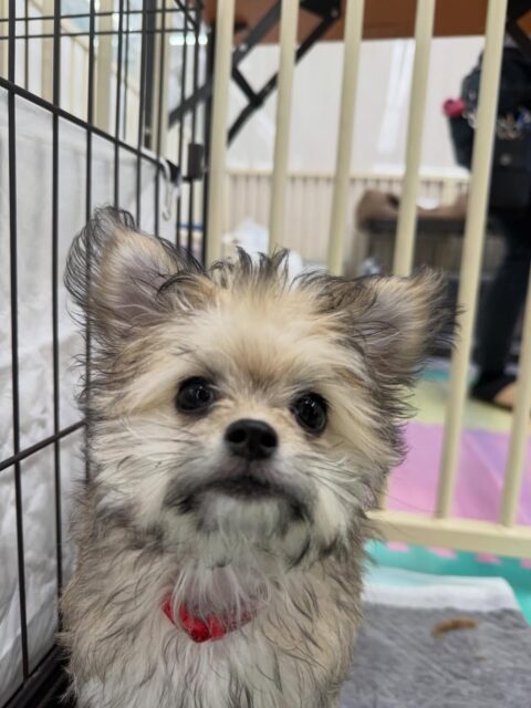 初来園の福実ちゃん🐶
本日からトイレトレーニングスタートです‼️本日は成功回数が非常に少なく、かなり我慢する日ではありましたが、失敗は一回もなく、おしっこもうんちも回数は少ないですができました👍

園内では、遊べる時間は少なかったですが、最初の頃に比べるとかなり慣れてきたように感じました👏このままだんだん慣れていけるように頑張りましょう✊

🐾🐶愛犬のお悩みご相談ください🐶🐾
@kenkohmura_official
 ↑フォロー待ってます↑

〒955-0091 新潟県三条市上須頃大割４２８−１
☎︎ 0256-35-2571
✉️ info@kenkohmura.jp
HP: http://kenkohmura.jp
LINE: https://lin.ee/7LIz5sb

#犬幸村#犬の幼稚園 #吠える、噛む #犬のしつけ #トイレ
ミックスミックス犬ミックス犬可愛いミックス犬大好きミックス犬倶楽部