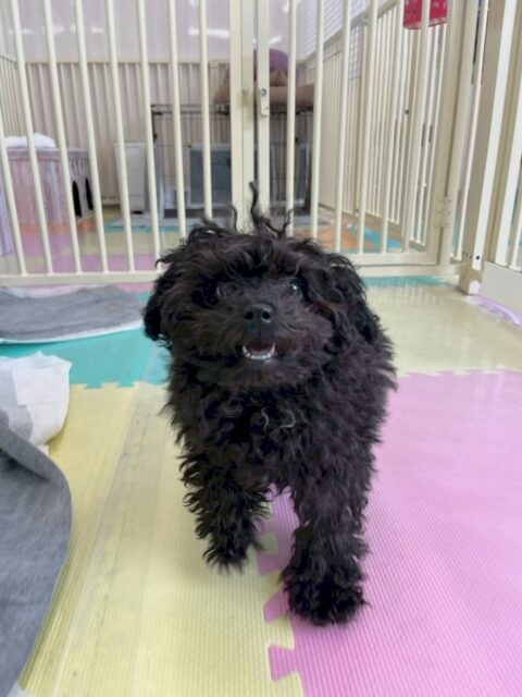 れあちゃん🐶
本日トイレトレーニング最終日です‼️最終日は今までよりも回数が多く、全て成功して頑張ってくれていました👍

園内では、ニコペットのちびっ子達に囲まれたり、匂いをたくさん嗅がれたりして大人気でした‼️だんだん自信もついたようでずっと隅っこじゃなく、園内を走り回ったり、歩き回ったりできていました👏

🐾🐶愛犬のお悩みご相談ください🐶🐾
@kenkohmura_official
 ↑フォロー待ってます↑

〒955-0091 新潟県三条市上須頃大割４２８−１
☎︎ 0256-35-2571
✉️ info@kenkohmura.jp
HP: http://kenkohmura.jp
LINE: https://lin.ee/7LIz5sb

#犬幸村#犬の幼稚園 #吠える、噛む #犬のしつけ #トイレ
トイプートイプー可愛いトイプー大好きトイプー倶楽部