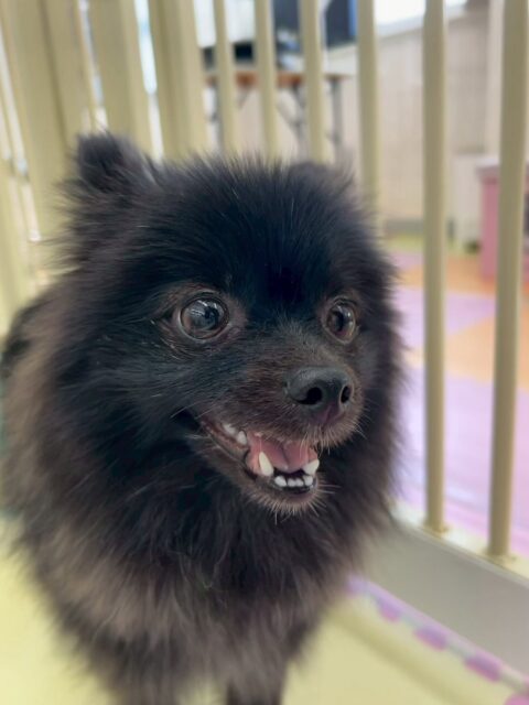 うにちゃん
前回の初日よりも格段に成長が見られました‼️びくびく震える瞬間がほとんどなくかなり堂々とできるようになっていました👏

お散歩トレーニングではスタッフの方に撫でてもらって前回よりも緊張があまりなく上手に触ってもらっていました👏

🐾🐶愛犬のお悩みご相談ください🐶🐾
@kenkohmura_official
 ↑フォロー待ってます↑

〒955-0091 新潟県三条市上須頃大割４２８−１
☎︎ 0256-35-2571
✉️ info@kenkohmura.jp
HP: http://kenkohmura.jp
LINE: https://lin.ee/7LIz5sb

#犬幸村#犬の幼稚園 #吠える、噛む #犬のしつけ #トイレ
ポメラニアンポメラニアン可愛いポメラニアン大好きポメラニアン倶楽部