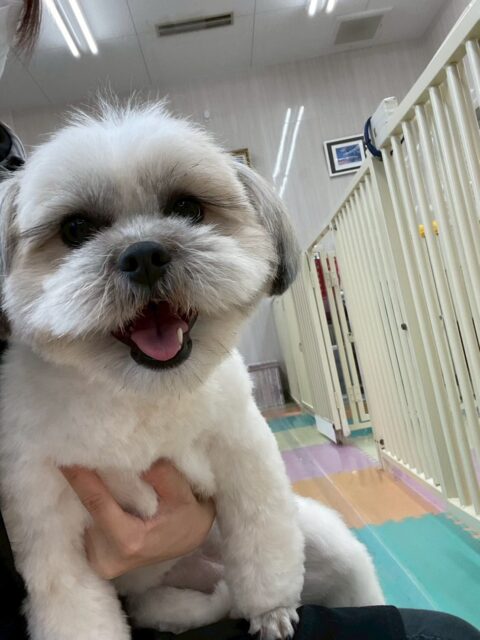 ゆずちゃん🐶
ニコペットにいるチワワちゃん達と楽しそうに遊んでいました🎶
カットやお手入れ頑張っていました✂️
🐾🐶愛犬のお悩みご相談ください🐶🐾
@kenkohmura_official
 ↑フォロー待ってます↑

〒955-0091 新潟県三条市上須頃大割４２８−１
☎︎ 0256-35-2571
✉️ info@kenkohmura.jp
HP: http://kenkohmura.jp
LINE: https://lin.ee/7LIz5sb

#犬幸村#犬の幼稚園 #吠える噛む #犬のしつけ #トイレ
 ミックス犬 ミックス犬可愛い ミックス犬だいすき