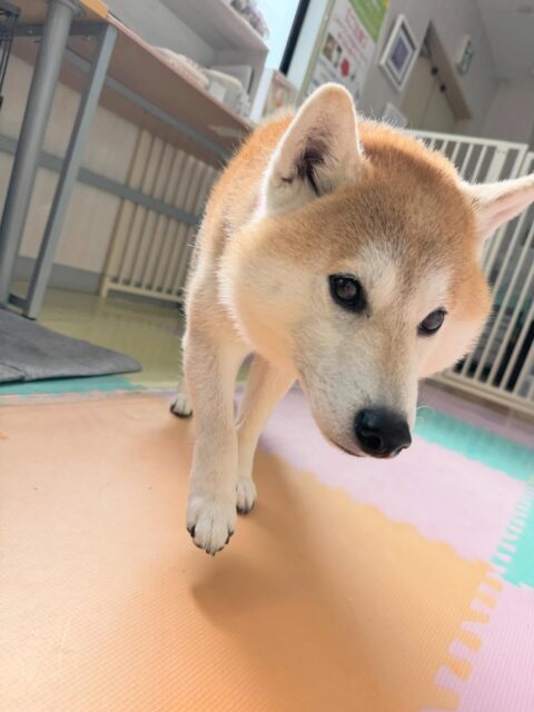 まめちゃん🐶
本日は、ベンとヤン丸とのんびり寝転んだり、お話をしたりして過ごしていました😆
午後からはスタッフの膝の上でまたもやのんびり過ごしていました😴
🐾🐶愛犬のお悩みご相談ください🐶🐾
@kenkohmura_official
↑フォロー待ってます↑
〒955-0091 新潟県三条市上須頃大割428−1
☎︎ 0256-35-2571
✉️ info@kenkohmura.jp
HP: http://kenkohmura.jp
LINE: https://lin.ee/7LIz5sb
#犬幸村#犬の幼稚園 #吠える、噛む #犬のしつけ #トイレ
柴犬柴犬可愛い柴犬大好き柴犬倶楽部