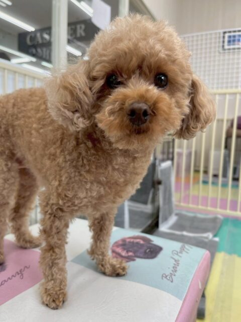 結希ちゃん🐶
本日歯磨きトレーニングを開始して1年6ヶ月が経ちました
歯の状態は前歯がかなり汚れていたので、意識をして汚れている場所を重点的に歯磨きしましょう👍

園内では、スタッフに構ってアピールをしようとしていましたがいろんな子達にたくさん邪魔をされたりしていました🤭
午後からはスタッフの膝の上でまったりして過ごしていました😍

🐾🐶愛犬のお悩みご相談ください🐶🐾
@kenkohmura_official
 ↑フォロー待ってます↑

〒955-0091 新潟県三条市上須頃大割４２８−１
☎︎ 0256-35-2571
✉️ info@kenkohmura.jp
HP: http://kenkohmura.jp
LINE: https://lin.ee/7LIz5sb

#犬幸村#犬の幼稚園 #吠える、噛む #犬のしつけ #トイレ
トイプートイプー可愛いトイプー大好きトイプー倶楽部