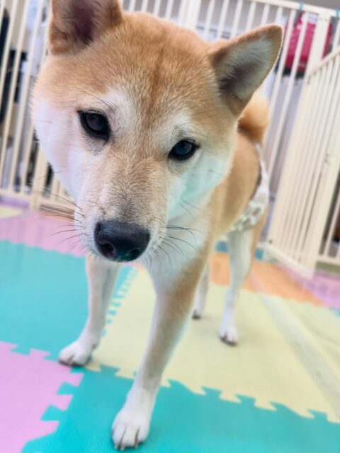 寅丸ちゃん🐶
北斗ちゃんと激しくおしゃべりしたり、午後からは疲れたのかまったり過ごしていました😊
⁡
今日からレーキングスタートしました！沢山毛が抜けていました🙌
🐾🐶愛犬のお悩みご相談ください🐶🐾
@kenkohmura_official
 ↑フォロー待ってます↑

〒955-0091 新潟県三条市上須頃大割４２８−１
☎︎ 0256-35-2571
✉️ info@kenkohmura.jp
HP: http://kenkohmura.jp
LINE: https://lin.ee/7LIz5sb

#犬幸村#犬の幼稚園 #吠える噛む #犬のしつけ #トイレ
 豆柴 豆柴可愛い 豆柴だいすき
