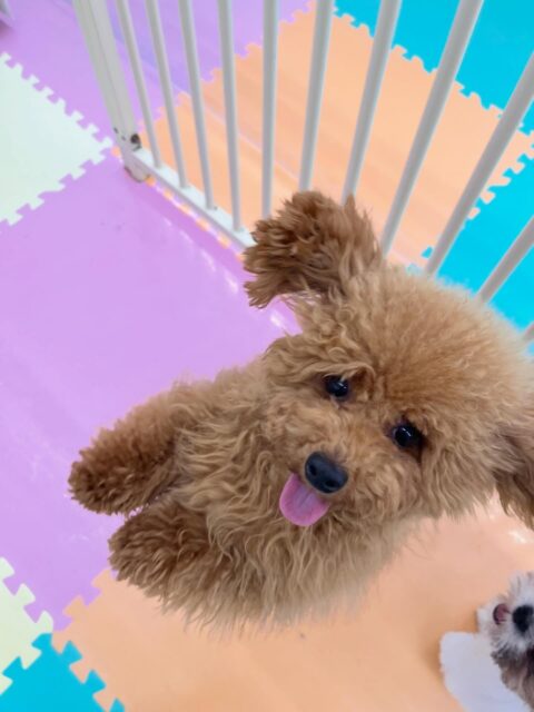 ププちゃん🐶
カノアちゃんが気に入ったみたいで顔をなめたりしていました😄
⁡
お散歩トレーニングではルンルンで楽しそうに歩いていました✨
🐾🐶愛犬のお悩みご相談ください🐶🐾
@kenkohmura_official
 ↑フォロー待ってます↑

〒955-0091 新潟県三条市上須頃大割４２８−１
☎︎ 0256-35-2571
✉️ info@kenkohmura.jp
HP: http://kenkohmura.jp
LINE: https://lin.ee/7LIz5sb

#犬幸村#犬の幼稚園 #吠える噛む #犬のしつけ #トイレ
 トイプードル トイプードルかわいい トイプードルだいすき