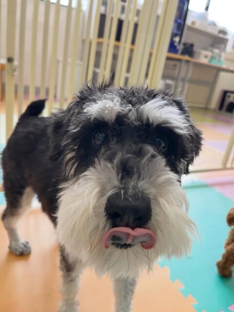 レオちゃん🐶
むぎちゃんとおしゃべりしたりベルちゃん達と楽しそうに遊んでいました🎶
🐾🐶愛犬のお悩みご相談ください🐶🐾
@kenkohmura_official
 ↑フォロー待ってます↑

〒955-0091 新潟県三条市上須頃大割４２８−１
☎︎ 0256-35-2571
✉️ info@kenkohmura.jp
HP: http://kenkohmura.jp
LINE: https://lin.ee/7LIz5sb

#犬幸村#犬の幼稚園 #吠える噛む #犬のしつけ #トイレ
 ミニチュアシュナウザー ミニチュアシュナウザー可愛い ミニチュアシュナウザーだいすき