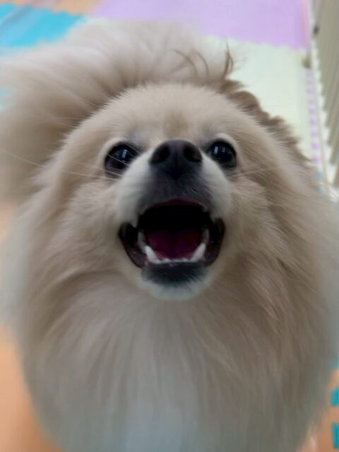 ベルちゃん🐶
本日は、ププちゃんや、ぽん太、ニコペットのちびっ子達と激しくワンプロをしたり、追いかけっこをしたりして楽しんでいました🤭

🐾🐶愛犬のお悩みご相談ください🐶🐾
@kenkohmura_official
 ↑フォロー待ってます↑

〒955-0091 新潟県三条市上須頃大割４２８−１
☎︎ 0256-35-2571
✉️ info@kenkohmura.jp
HP: http://kenkohmura.jp
LINE: https://lin.ee/7LIz5sb

#犬幸村#犬の幼稚園 #吠える、噛む #犬のしつけ #トイレ
ポメラニアンポメラニアン可愛いポメラニアン大好きポメラニアン倶楽部