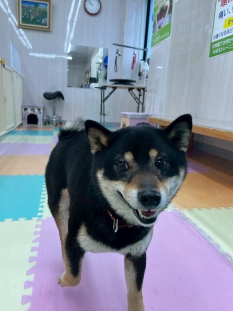 ちょこちゃん🐶
本日は、ヤンチャ組の全員で大爆走をしたり、声が枯れるほど激しいお話し合いをしたり、ワンプロをしあったりして楽しんでいました🤭

🐾🐶愛犬のお悩みご相談ください🐶🐾
@kenkohmura_official
 ↑フォロー待ってます↑

〒955-0091 新潟県三条市上須頃大割４２８−１
☎︎ 0256-35-2571
✉️ info@kenkohmura.jp
HP: http://kenkohmura.jp
LINE: https://lin.ee/7LIz5sb

#犬幸村#犬の幼稚園 #吠える、噛む #犬のしつけ #トイレ
柴犬柴犬可愛い柴犬大好き柴犬倶楽部